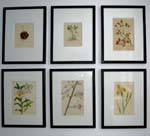 Albert Schäfer- Ast Natrustudien 22- 27